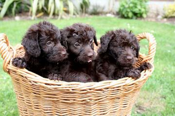 chocolate labradoodle
