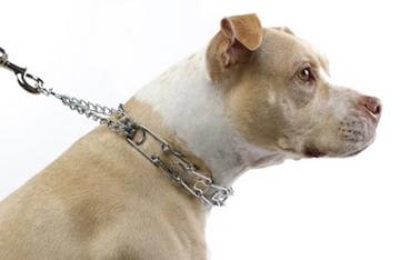 Prong collar