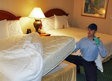 How to Handle Bed Bugs Fumigation in Springfield MO: A Complete Guide