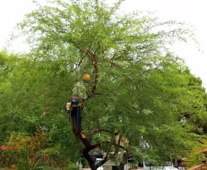 tree trimming Henderson NV