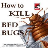 Pest Control Services in Lowerparel – Sadguru Pest Control