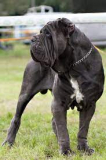 What Experts Think About Big Dog Breeds A-Z List?