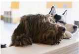 Veterinary Acupuncture Service Singapore | Vet Acupuncture Service