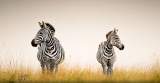 African Safari Tours