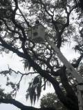 Trees That Add Value To Your Home And How To Take Care Of Them