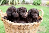 Puppy (And Dog) Test