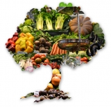 Attributes of Food Certificate in India