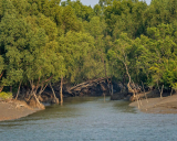Sundarban Bird Festival: An Overview