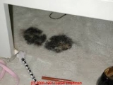Four Methods To Protect Your Carpets & Increase Its Lifespan?