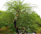 How to Master Tree Trimming in Henderson NV: Tips You Need to Know